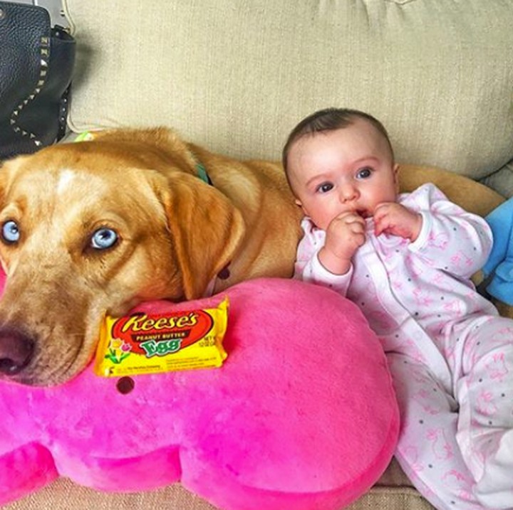 <p>Reese pasrah aja deh dengan kelakuan si bayi. Hi-hi-hi. (Foto: Instagram @reesespieces_thedog)</p>