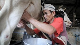 Saring dan Sapi Perah Jakarta