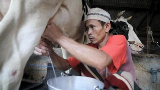 Saring dan Sapi Perah Jakarta