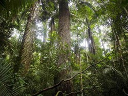 Gawat, Hutan Amazon Terancam Kehancuran