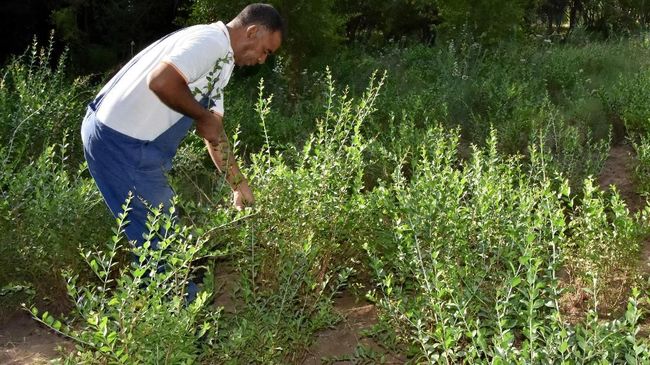 Disebut "emas merah", tanaman ini menjadi produk ladang banyak petani di kota Gabes, Tunisia.