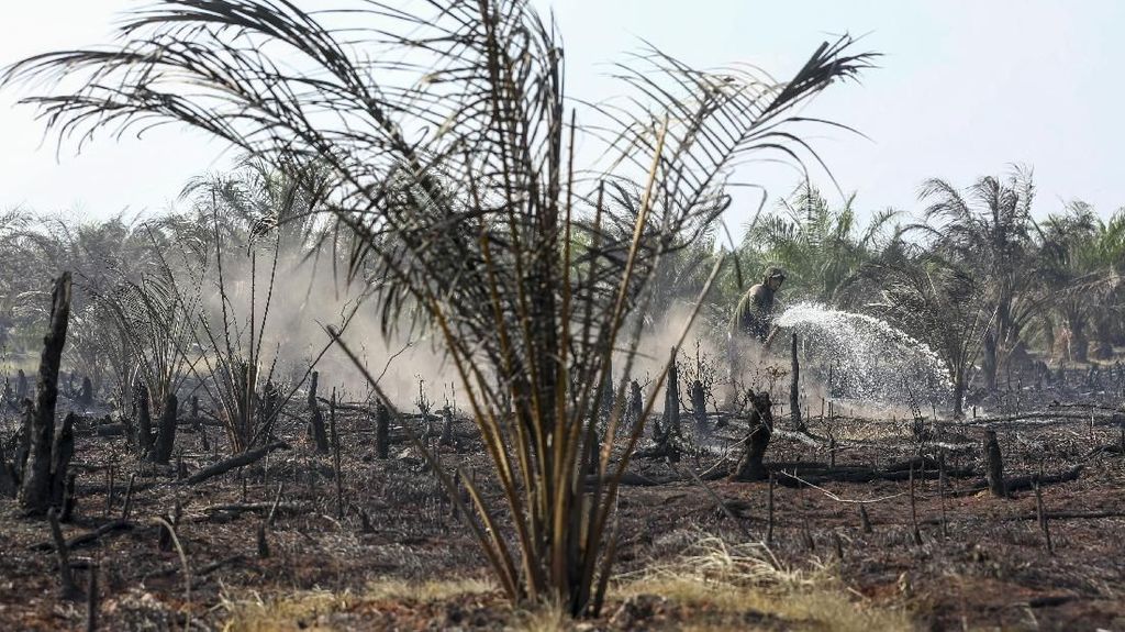 Bentrok di Lahan Sawit Rokan Hulu Riau, Satu Orang Tewas