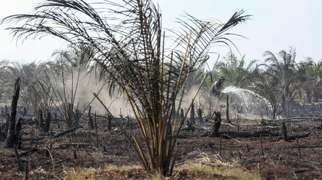 Badan Restorasi Gambut bersama Kementerian LHK menargetkan restorasi lahan gambut bisa mencapai luas 1 juta hektare di kawasan perusahaan sampai akhir 2019.