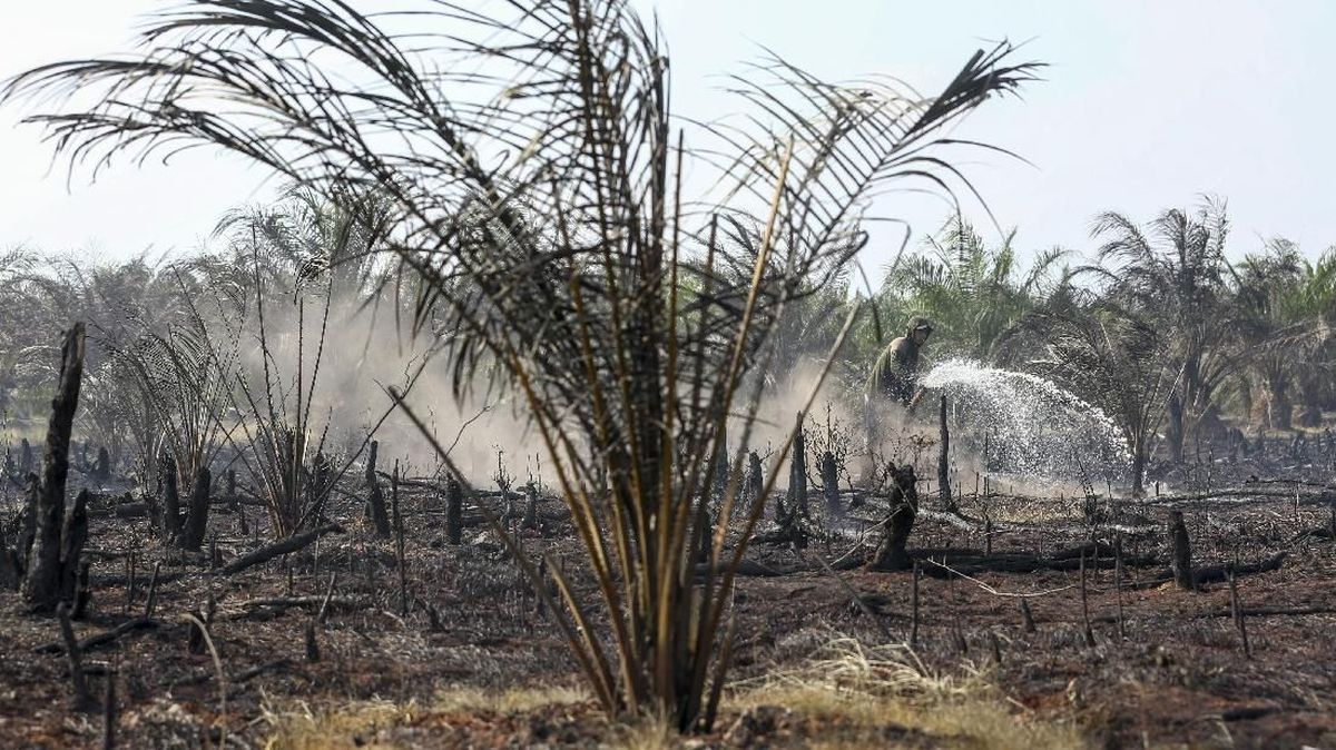 Bentrok di Lahan Sawit Rokan Hulu Riau, Satu Orang Tewas