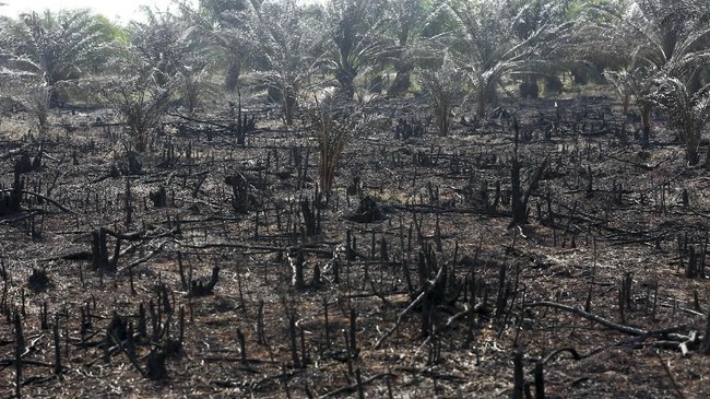 FOTO: Berjibaku Padamkan Kebakaran Lahan Gambut