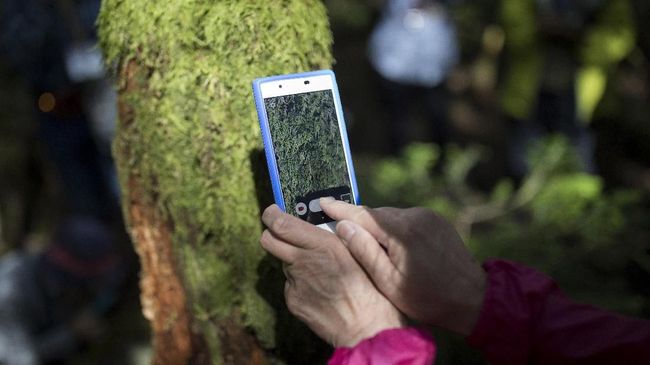 Dalam beberapa tahun terakhir jumlah pecinta tanaman moss (sejenis lumut merambat) semakin meningkat di Jepang.