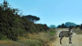 5 Manusia-manusia Hewan, Berubah Jadi Zebra hingga Harimau