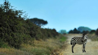 Keledai Dicat Belang Mirip Zebra di Mesir Jadi Viral