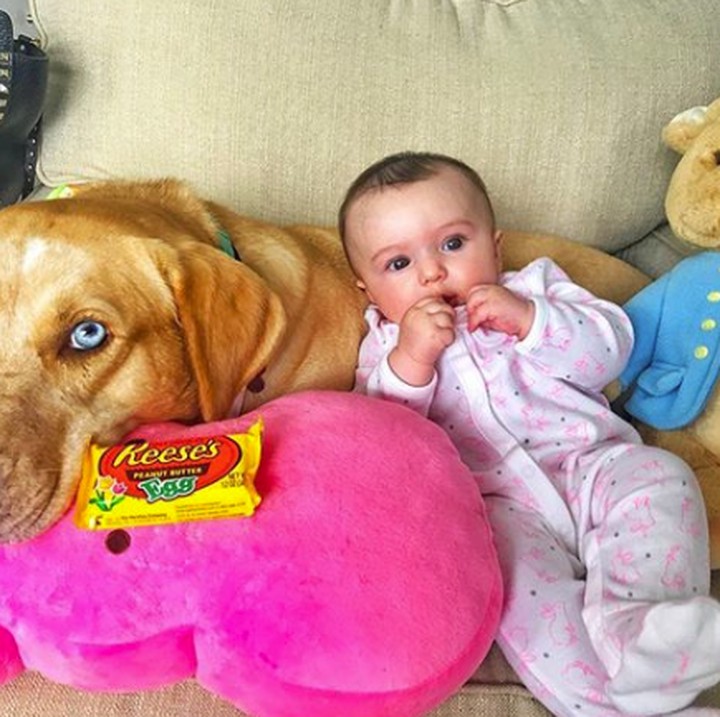 Reese pasrah aja deh dengan kelakuan si bayi. Hi-hi-hi. (Foto: Instagram @reesespieces_thedog)