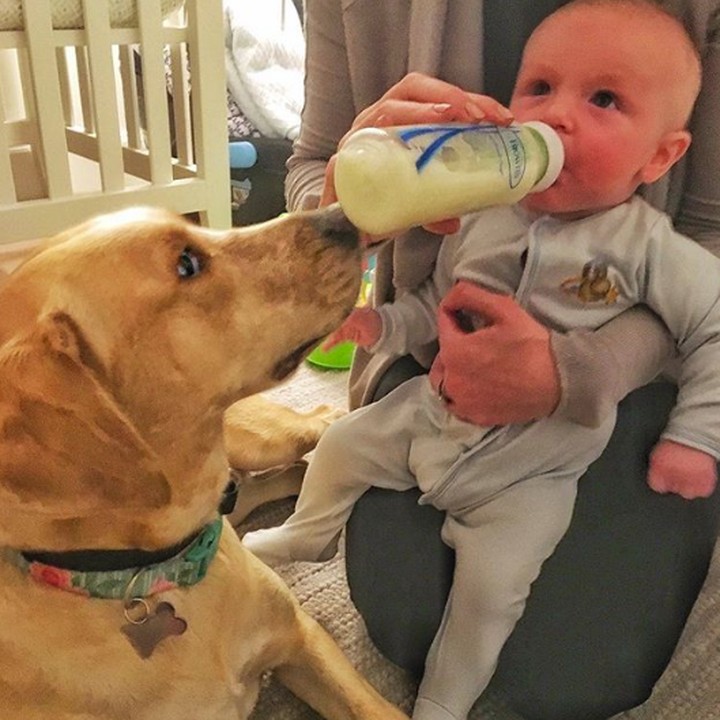 Waktu bayi diberi susu, Reese ikut membantu menyangga botolnya lho. Menggemaskan banget deh. (Foto: Instagram @reesespieces_thedog)