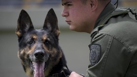 Sombra, Anjing Pelacak yang Ditakuti Mafia Narkoba Kolombia