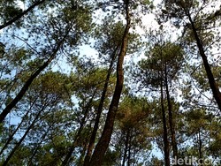 7 Wisata Hutan Pinus di Jawa Timur