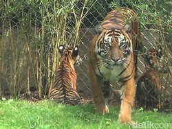 Bali Zoo: Harga Tiket Masuk, Lokasi, dan Jadwal Shownya