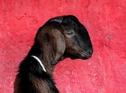 7 Kambing Mati Tertabrak KA Cepat Solo-Wonogiri Saat Uji Coba