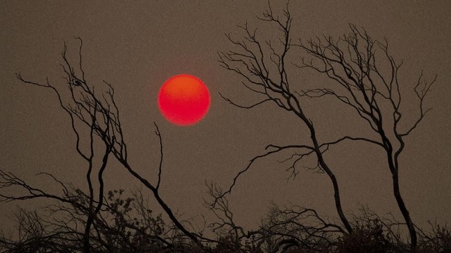 FOTO: Si Jago Merah Melalap California