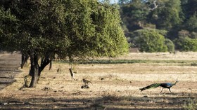 Kicauan Konstruktif dari Taman Nasional Baluran