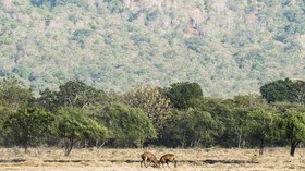 FOTO: Baluran, Nuansa Afrika di Timur Jawa