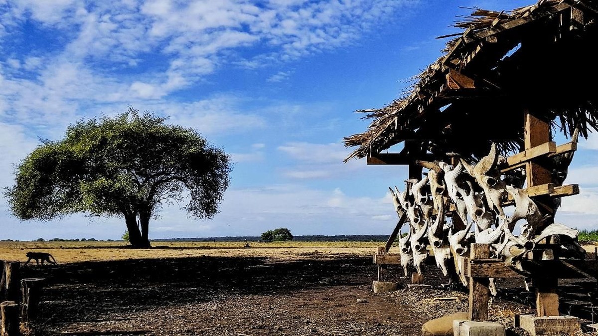 FOTO: Baluran, Nuansa Afrika di Timur Jawa