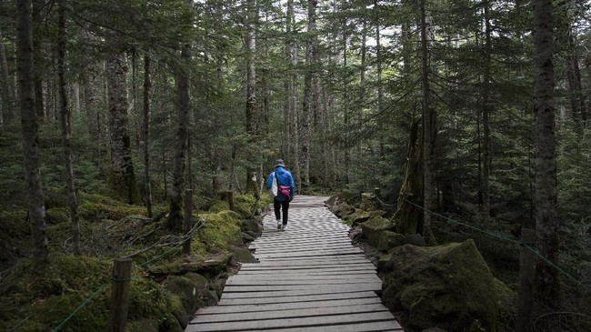 FOTO: Keseruan Komunitas Lumut di Jepang