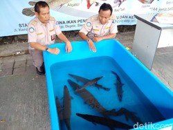 Sederet Ikan Invasif yang Dilarang Dipelihara di Indonesia