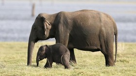 Awasi Perburuan Liar, Serdadu Inggris Tewas Diserang Gajah