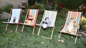 FOTO: Menyambut 'Winnie the Pooh' Jadi Nyata