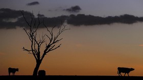 FOTO: Kekeringan bagai Kanker Gerogoti Peternakan Australia
