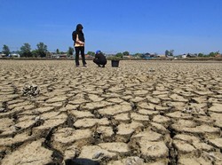 Pemkab Wajo Cari 1.000 Hektare Lahan Pertanian Antisipasi Dampak El Nino