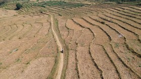 Sawah-sawah di Cirebon Hingga Garut Terancam Kekeringan