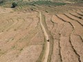Sawah-sawah di Cirebon Hingga Garut Terancam Kekeringan