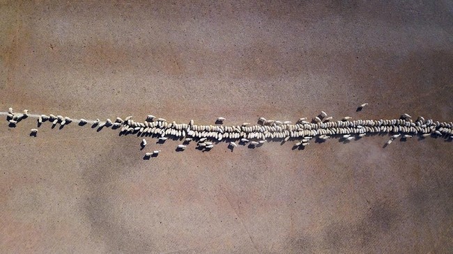 FOTO: Kekeringan bagai Kanker Gerogoti Peternakan Australia