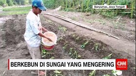 Sungai Tajum Digunakan Berkebun Lantaran Air Sungai Menyusut