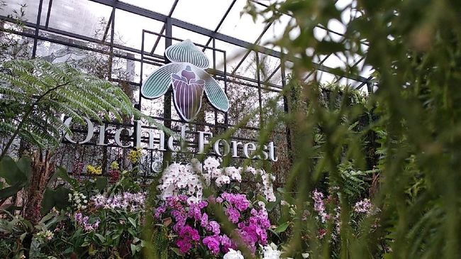Pentas berbagai alat musik di tengah hutan akan hadir dalam Forestra (Forest Orkestra) yang digelar Orchid Forest Cikole, Sabtu (15/9) mendatang.