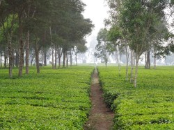 5 Wisata Alam Pangalengan Bandung, Cocok untuk Liburan Keluarga