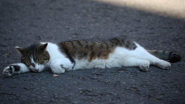 Polisi masih kesulitan mencari keberadaan Abah Grandong yang membuat resah warga setelah beraksi makan kucing hidup-hidup di kawasan Kemayoran, Jakarta.