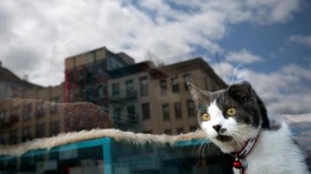 Theo, Kucing Penyelamat Nyawa Jadi Cat of the Year