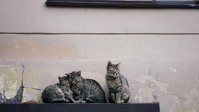 6 Penyakit Berbahaya yang Bisa Ditularkan Kucing Tak Terawat