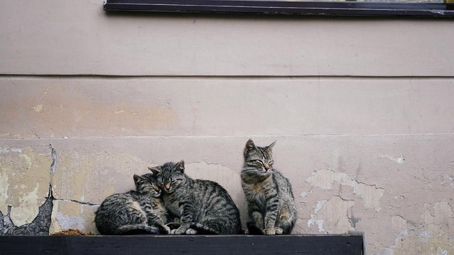 Sebuah kota di Rusia sengaja mempekerjakan seseorang untuk memelihara kucing-kucing liar di kota itu dan bersedia membayarnya jutaan rupiah.