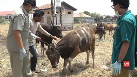 VIDEO: Pemkot Makassar Antisipasi Cacing Hati dan Antraks