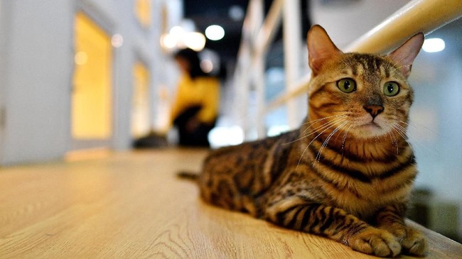 FOTO: Memanjakan Kucing dalam Kemewahan