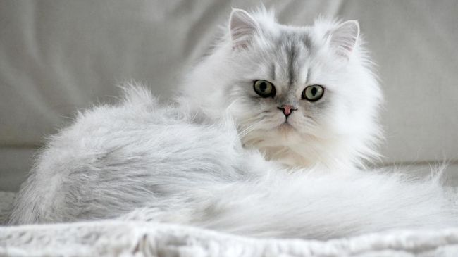 Ada beberapa kucing terkaya di dunia. Kalau bukan karena warisan si pemilik, kucing-kucing mendapatkan kekayaan lewat aksinya yang menggemaskan.