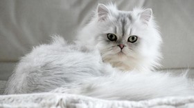 5 Kucing Paling Tajir Melintir di Dunia, Ada yang Punya Harta Rp1,6 T