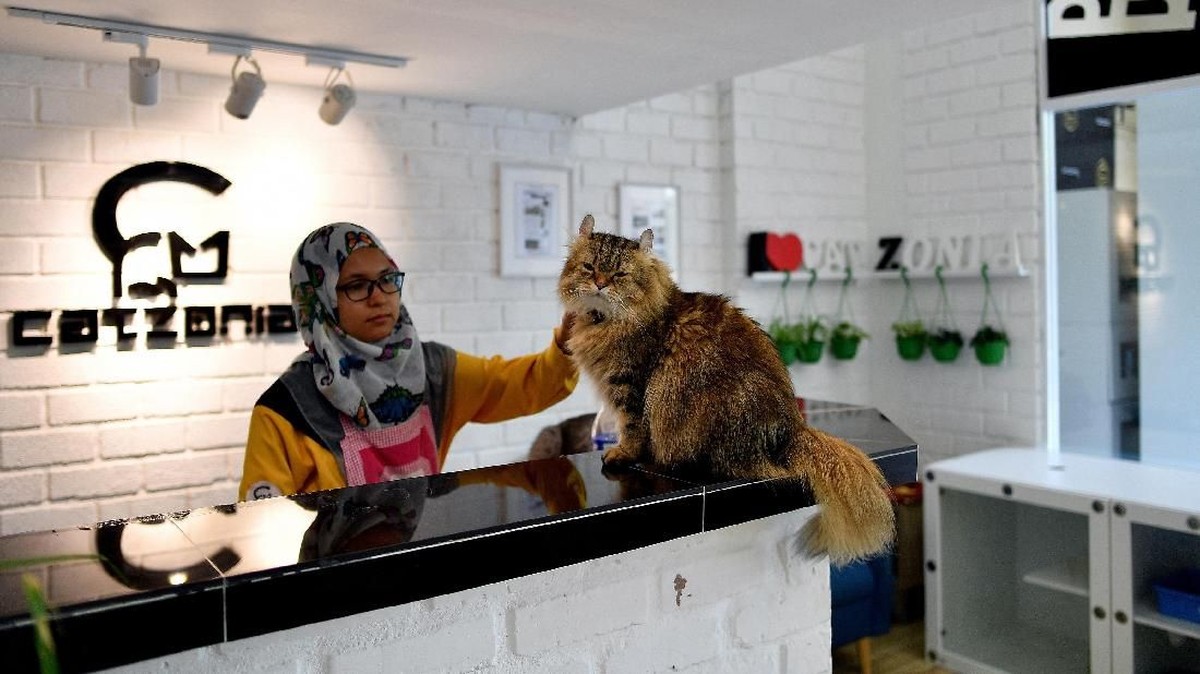 FOTO: Memanjakan Kucing dalam Kemewahan