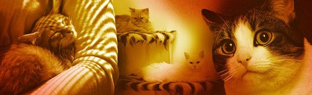 Para Pengabdi Kucing