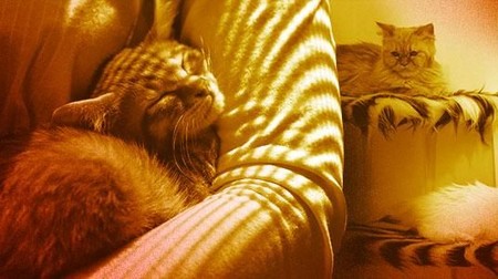 Terpikat Gemas Kucing Imut
