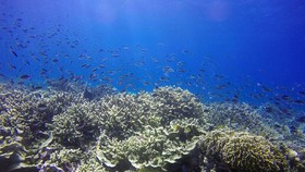 Kondisi Biota Laut Selat Pantar akan Diteliti