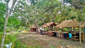 Nikmat Pesta Rambutan di Pasar Bintan Betuah