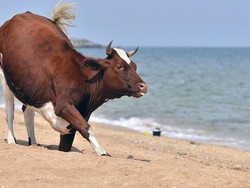 Pertama di Dunia! Negara Ini Mau Tarik Pajak ke Pemilik Sapi Rp 1,5 Juta/Ekor