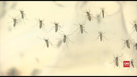 VIDEO: Peneliti Temukan Hubungan Zika dan Kecacatan Lahir