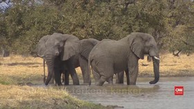 VIDEO: Pencarian Obat Kanker Manusia Lewat Jurnal Gajah